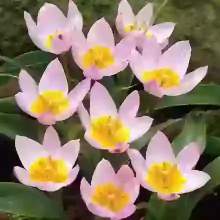 Lilac Wonder